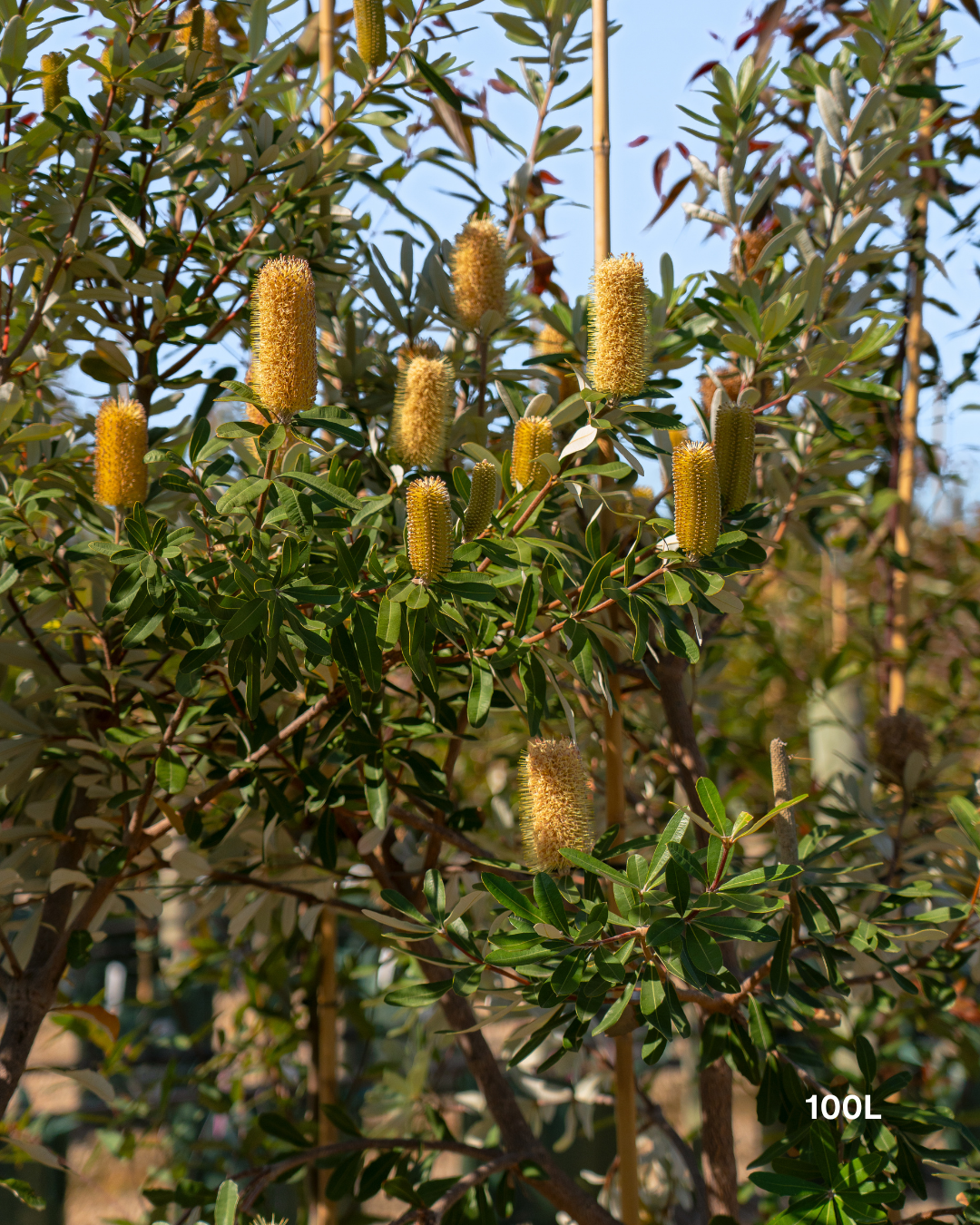 Banksia integrifolia Coast Banksia