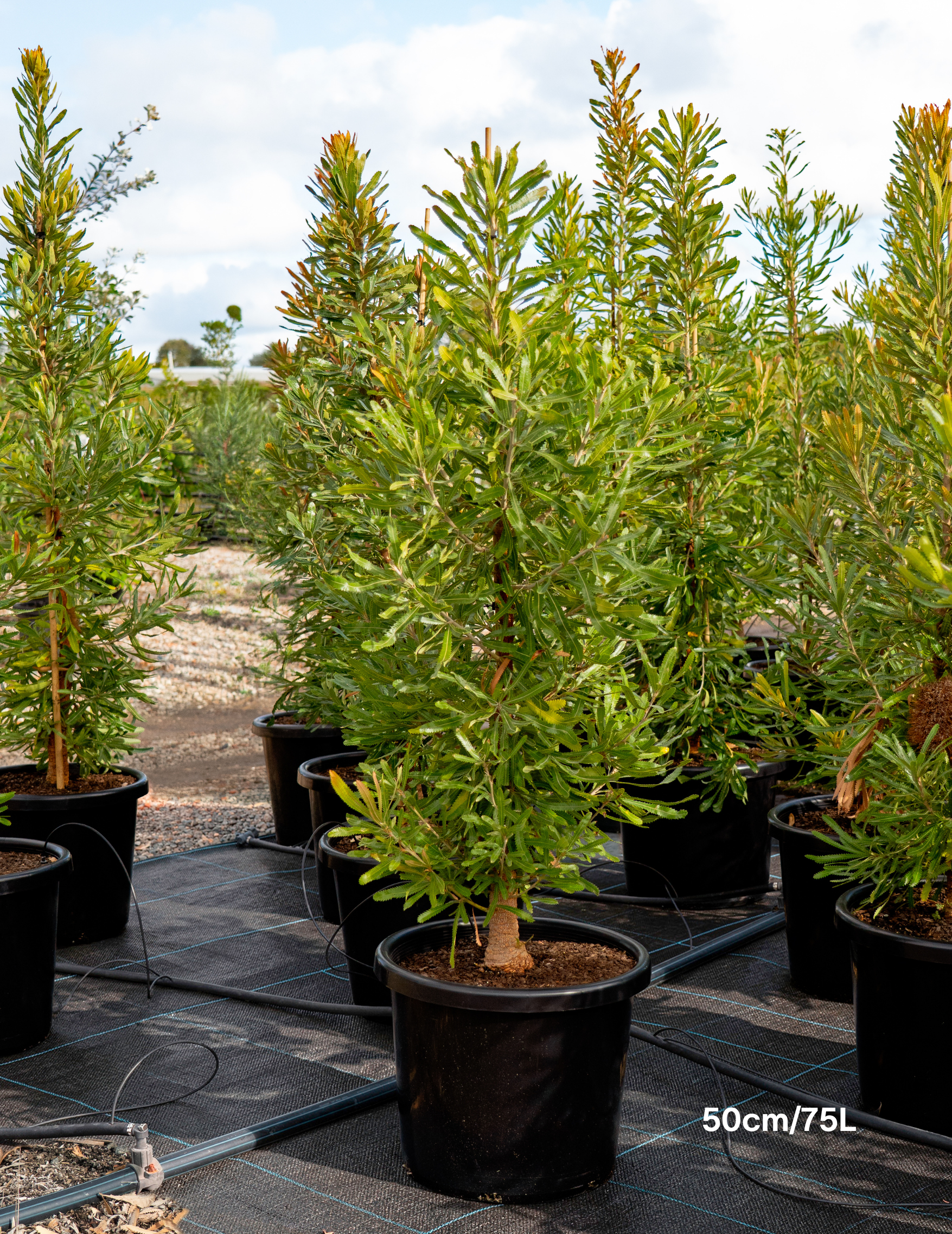 Banksia Serrata