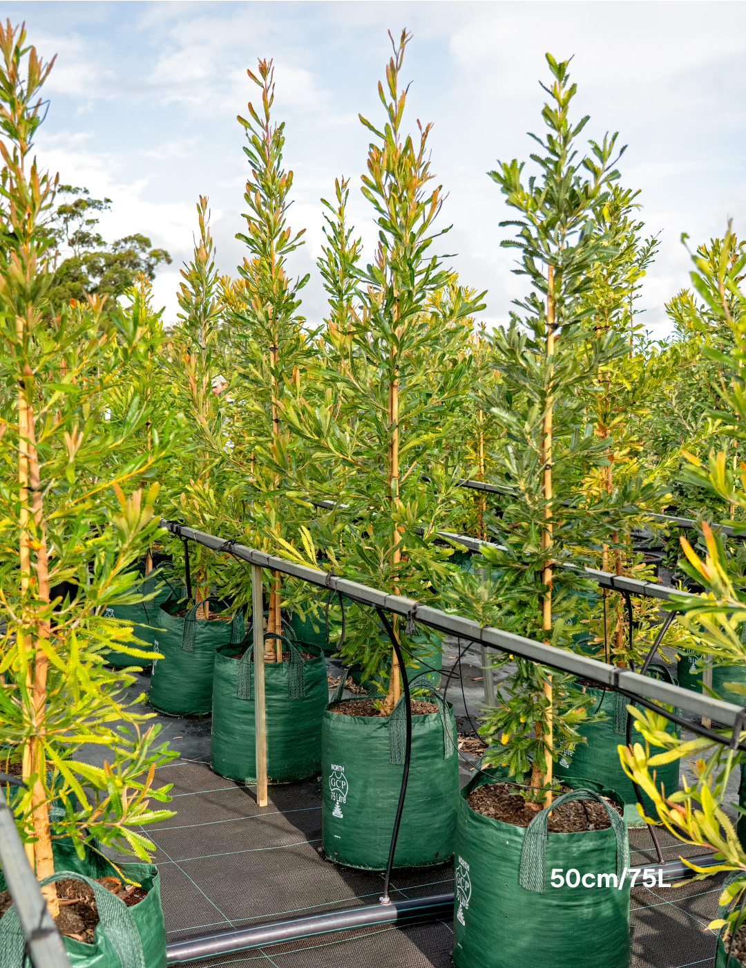Banksia Serrata
