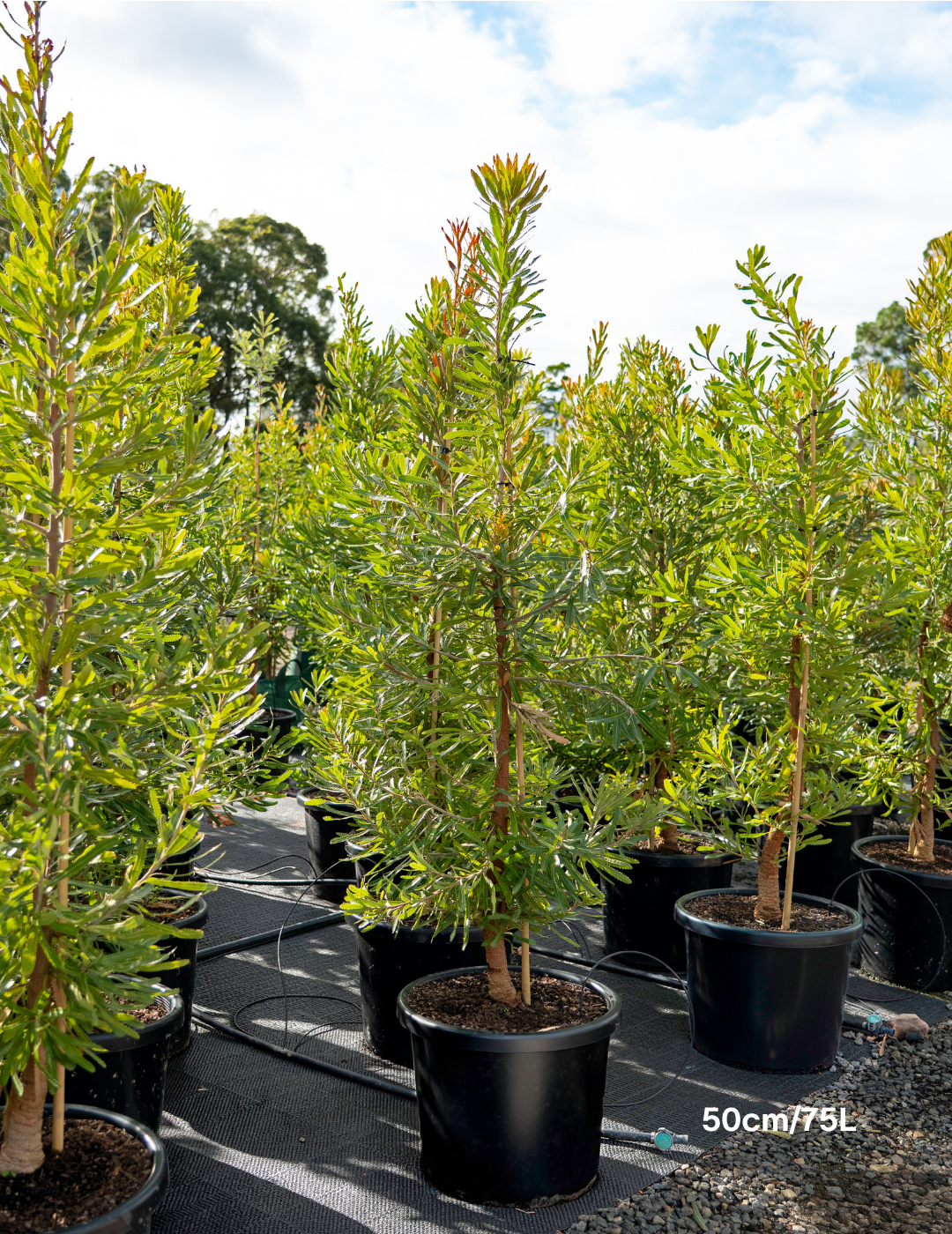 Banksia Serrata
