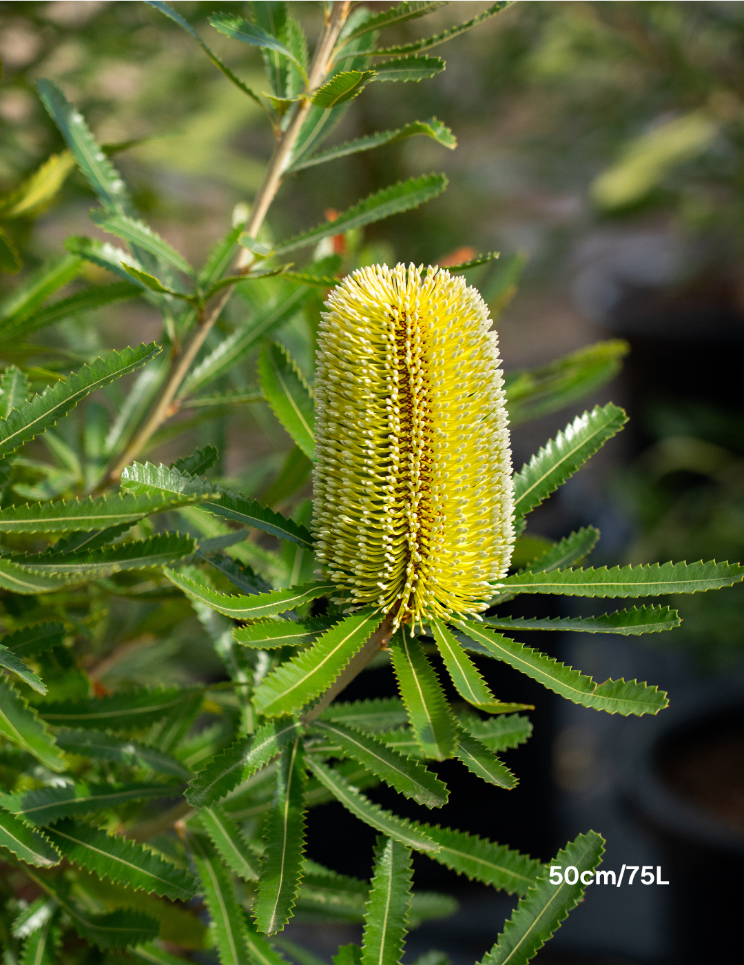 Banksia Serrata