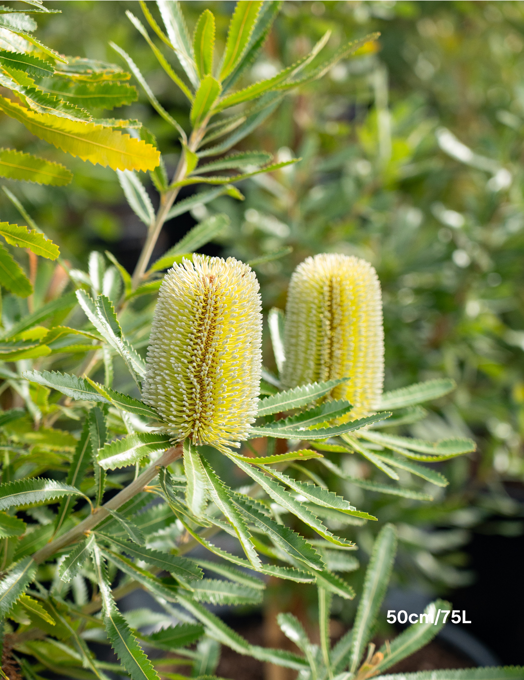 Banksia Serrata
