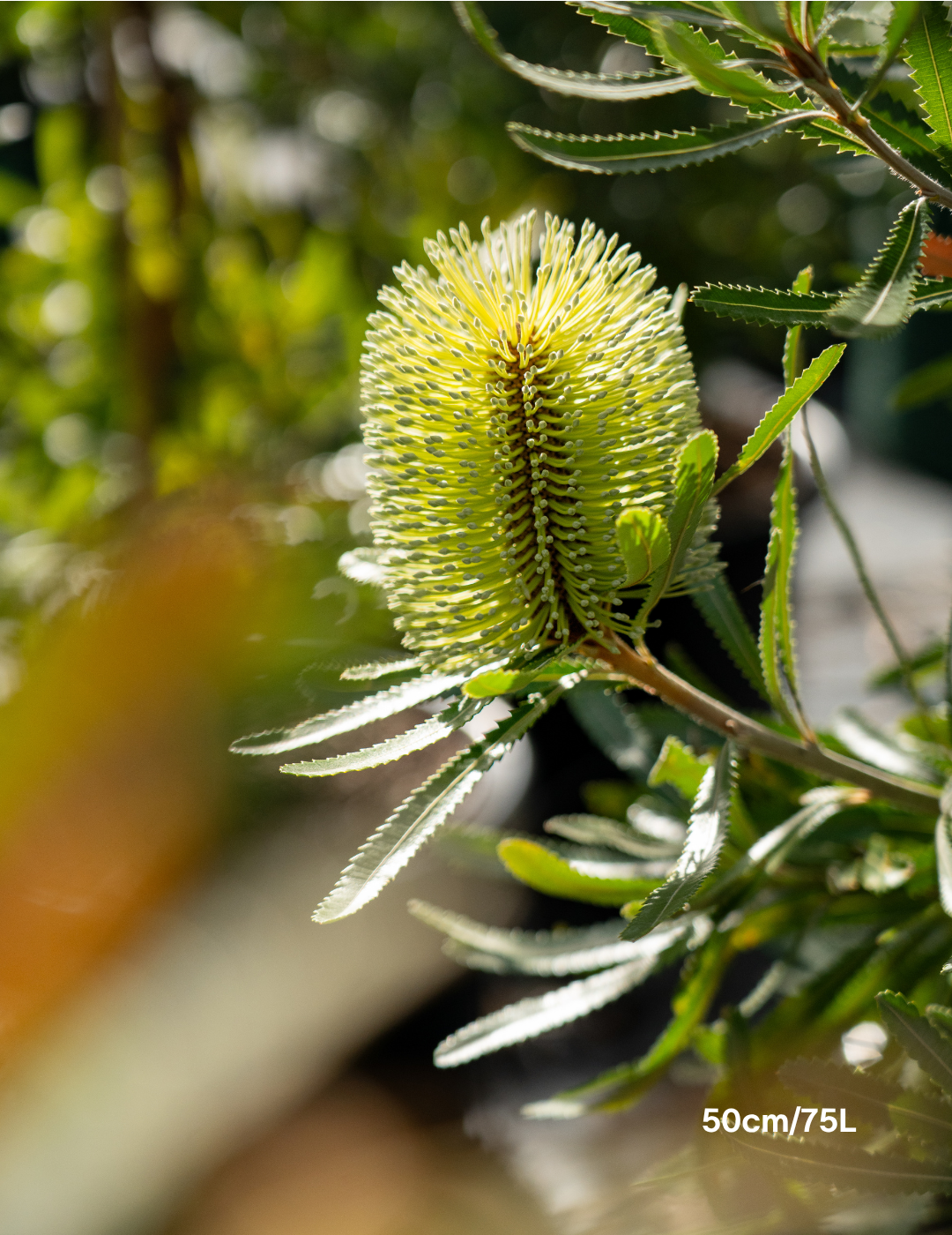 Banksia Serrata