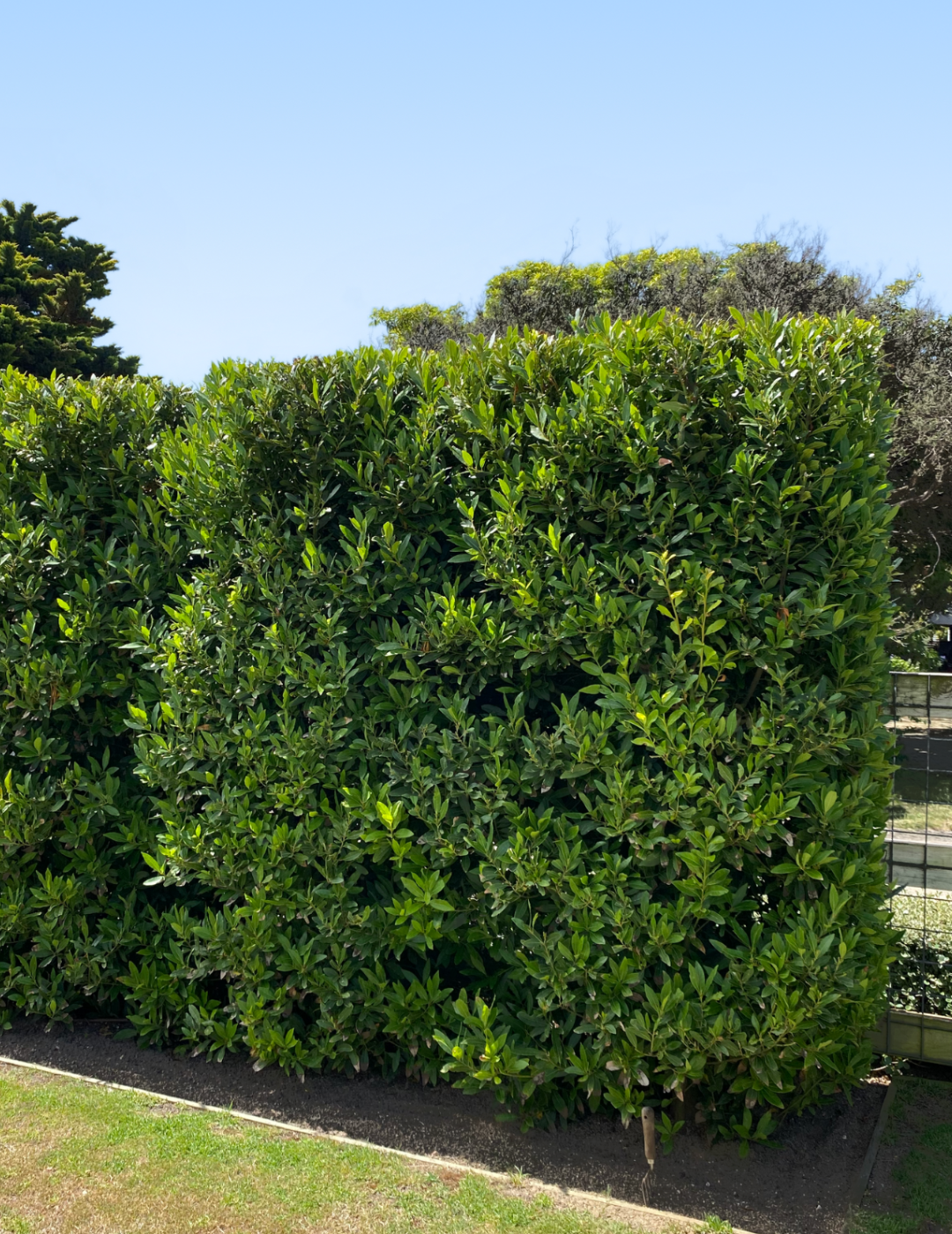 Laurus nobilis 'Miles Choice' - Bay Tree