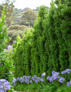 Laurus nobilis 'Miles Choice' - Bay Tree