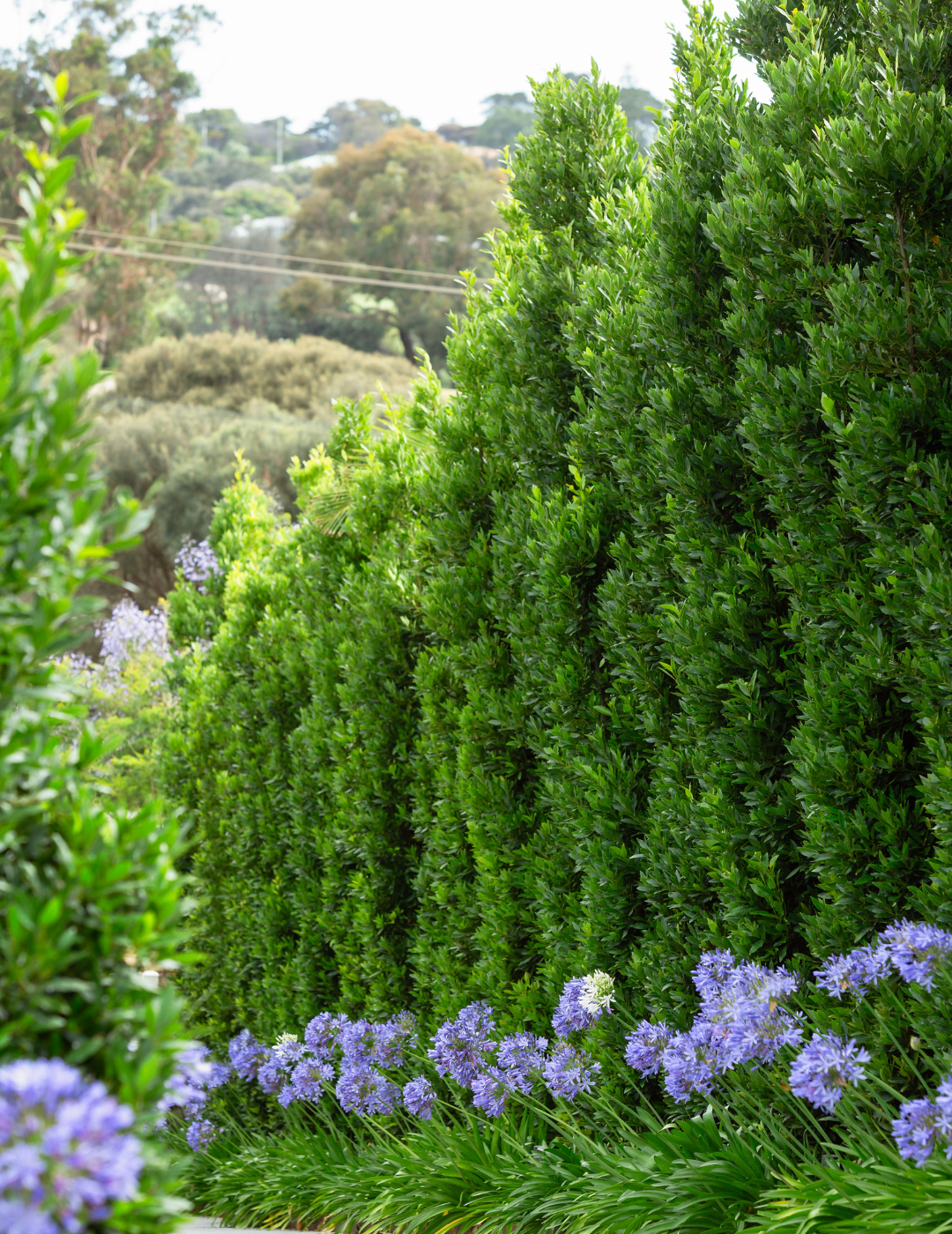 Laurus nobilis 'Miles Choice' - Bay Tree - Evergreen Trees Direct