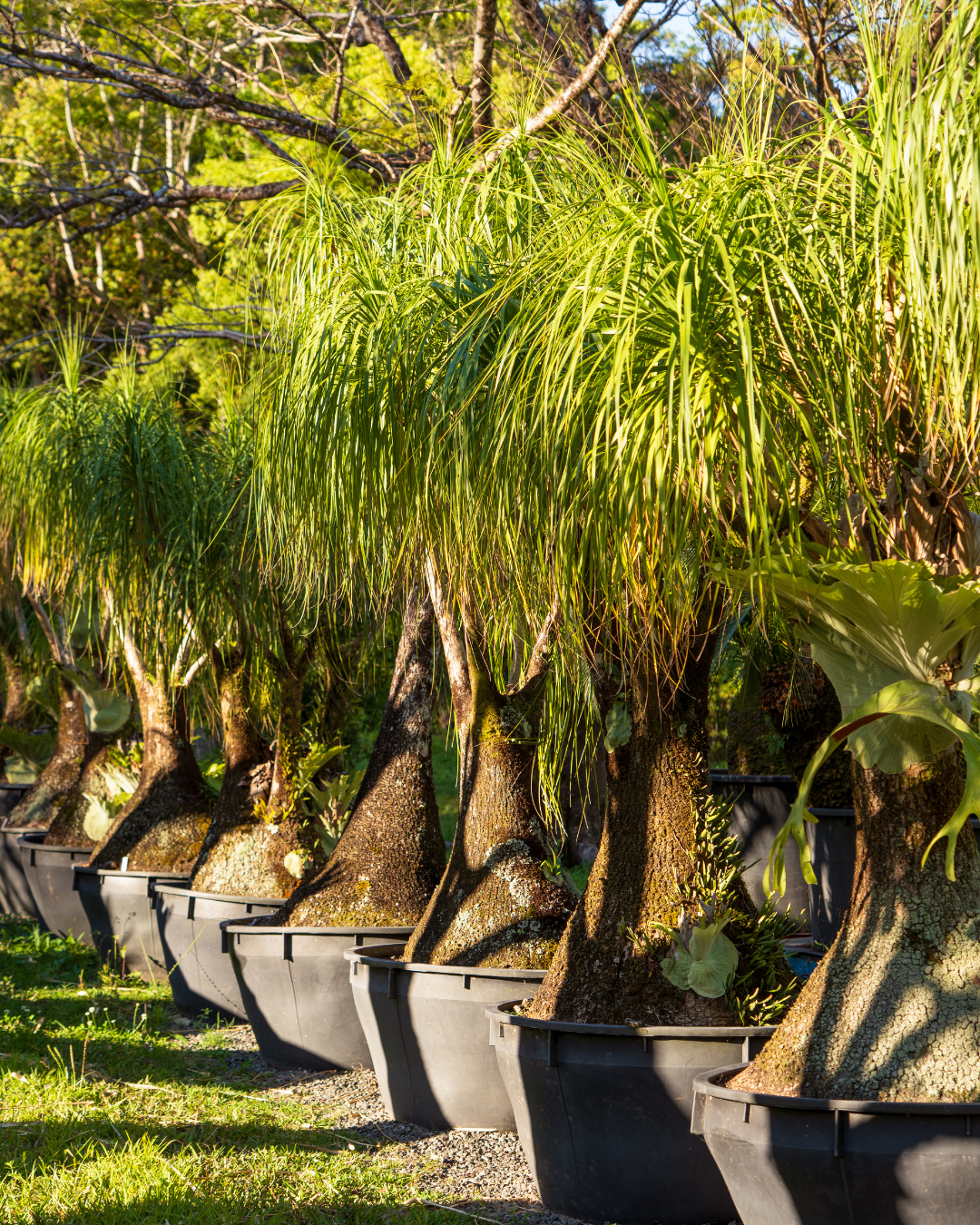 Evergreen Trees Direct