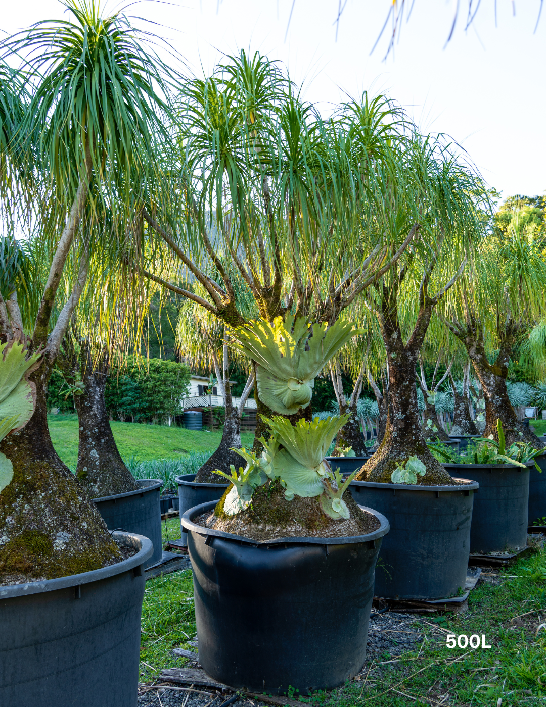 Beaucarnea recurvata - Ponytail palm - Evergreen Trees Direct