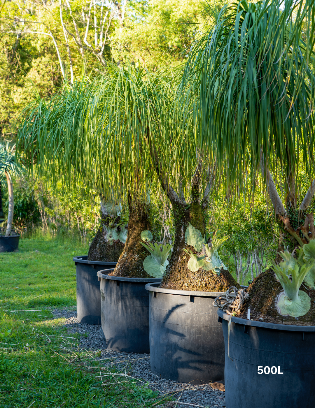 Beaucarnea recurvata - Ponytail palm - Evergreen Trees Direct