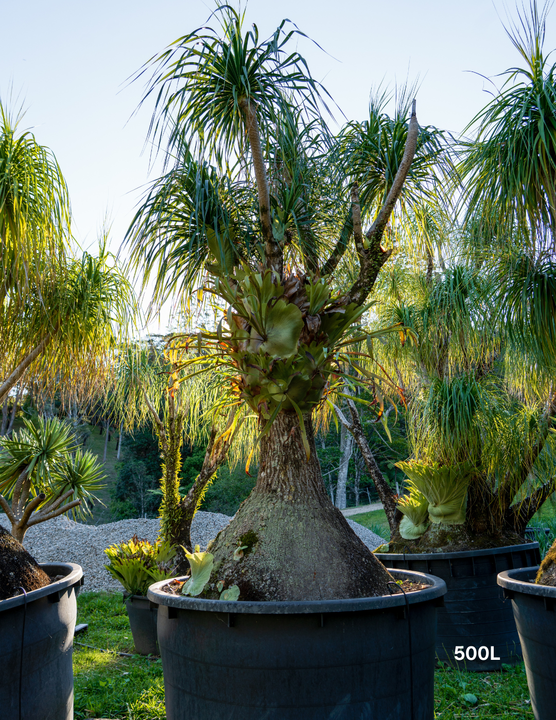 Beaucarnea recurvata - Ponytail palm - Evergreen Trees Direct