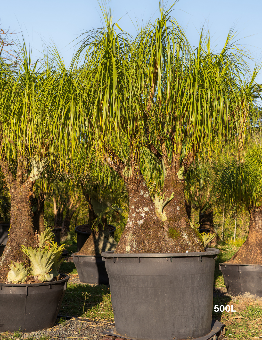 Beaucarnea recurvata - Ponytail palm - Evergreen Trees Direct