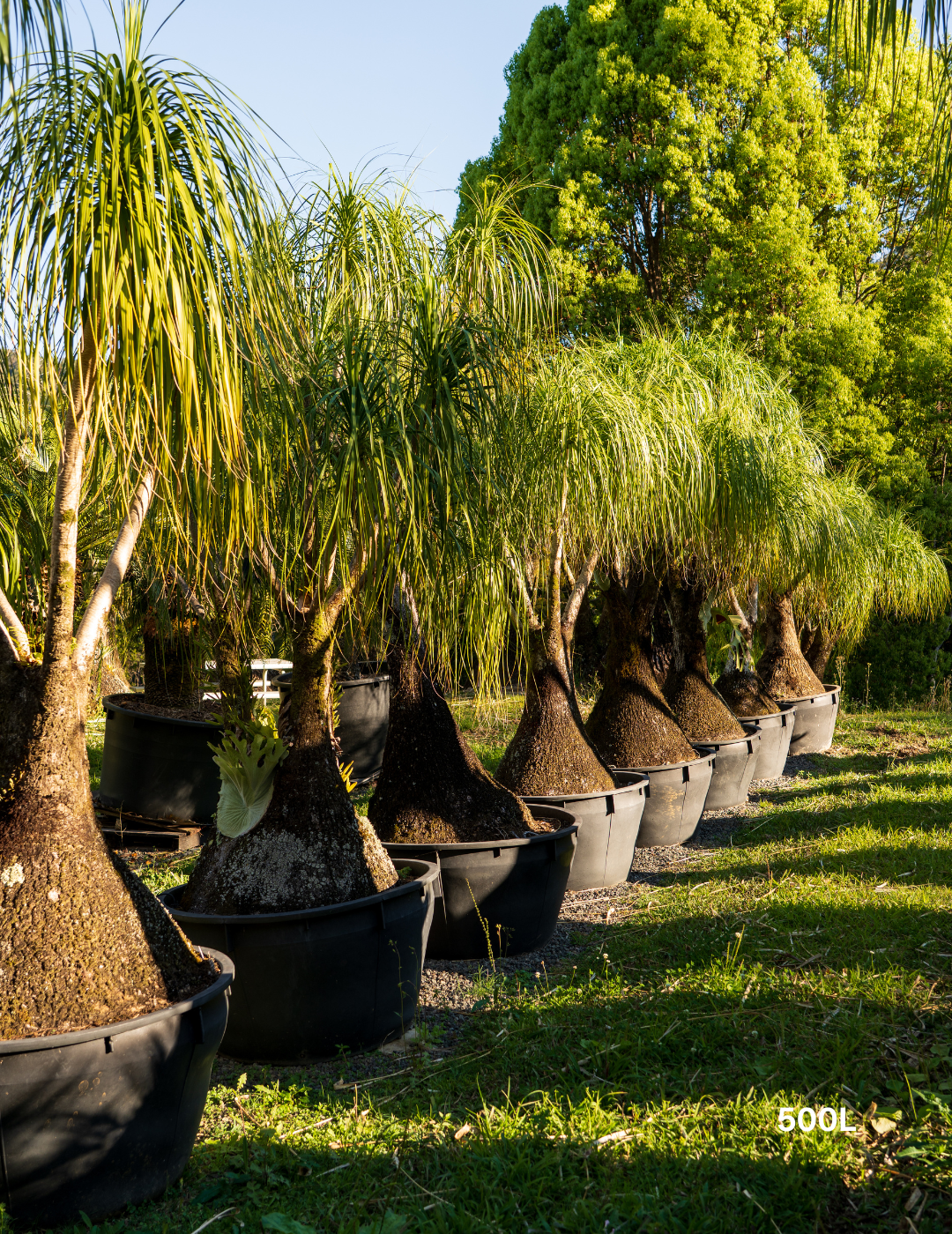 Beaucarnea recurvata - Ponytail palm