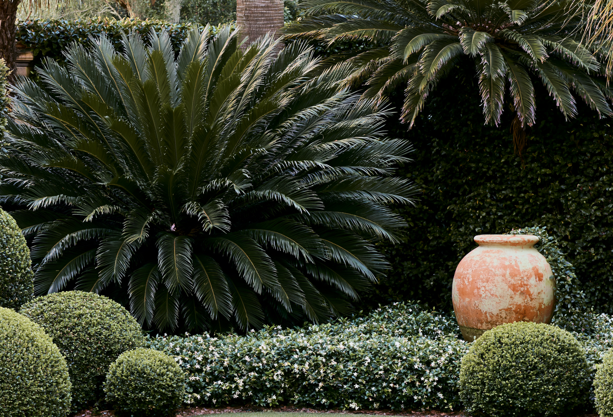 Best Trees for Urban Gardens: 6 Compact Picks - Evergreen Trees Direct