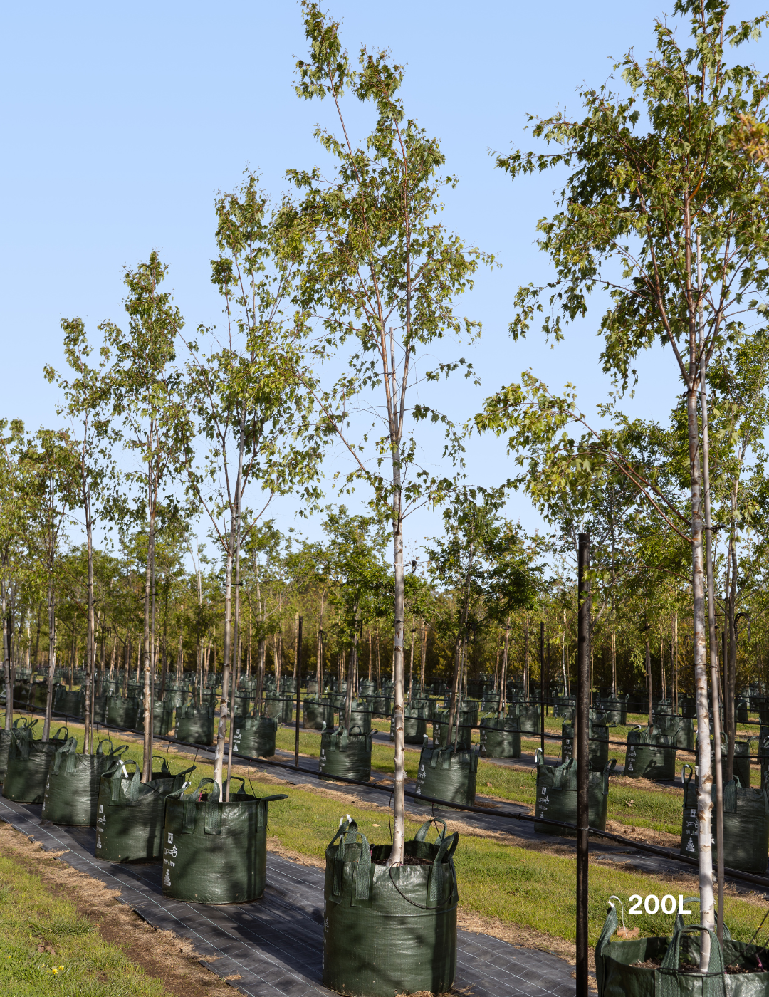 Betula pendula ‘Fastigiata’ – Upright Silver Birch - Evergreen Trees Direct