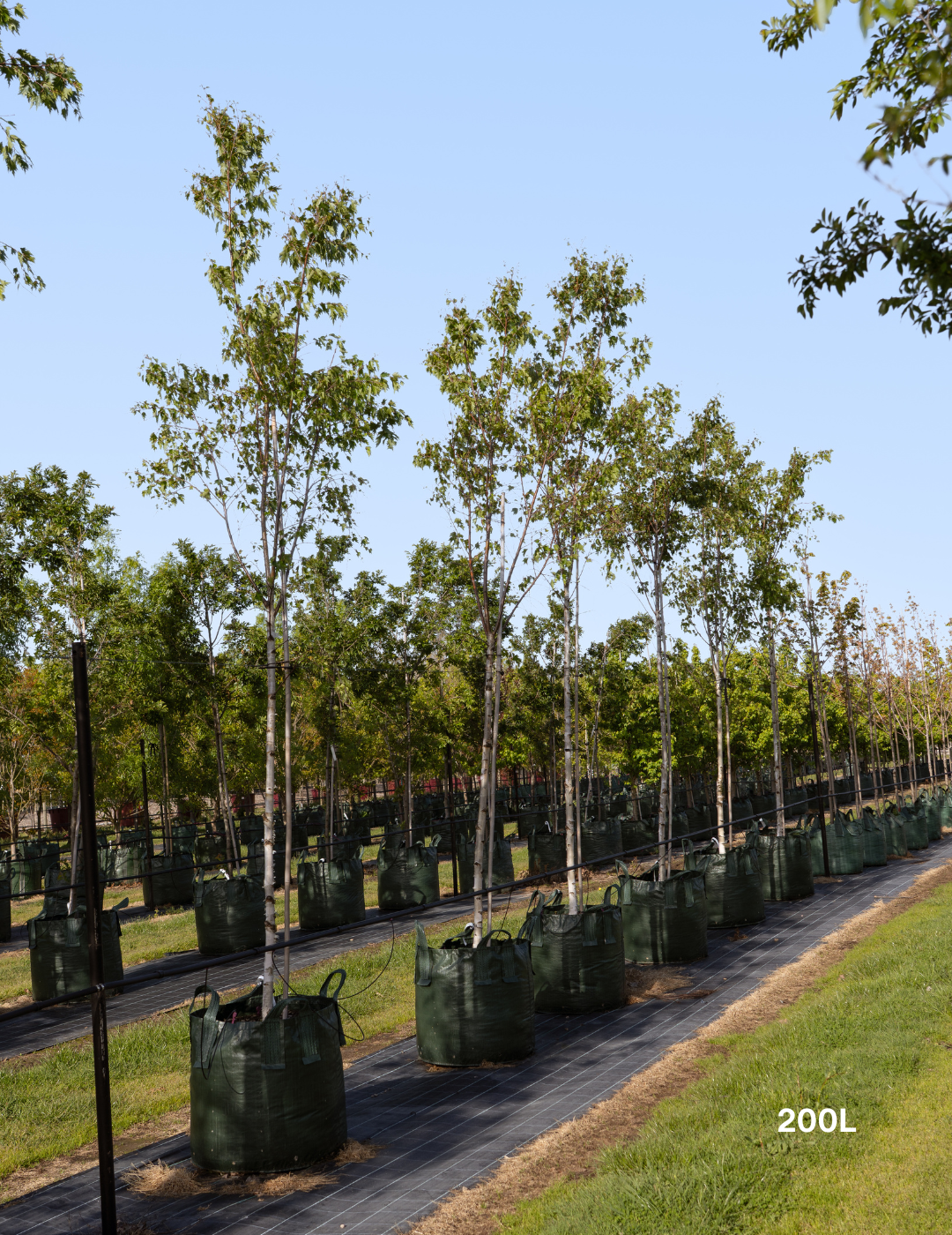 Betula pendula ‘Fastigiata’ – Upright Silver Birch - Evergreen Trees Direct