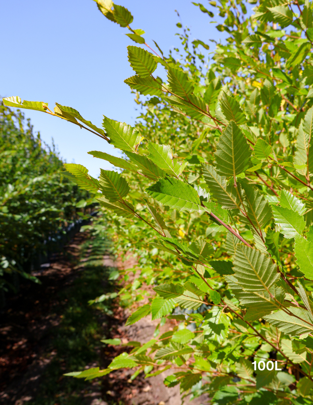 Betula pendula 'Nigra' - Black Birch - Evergreen Trees Direct