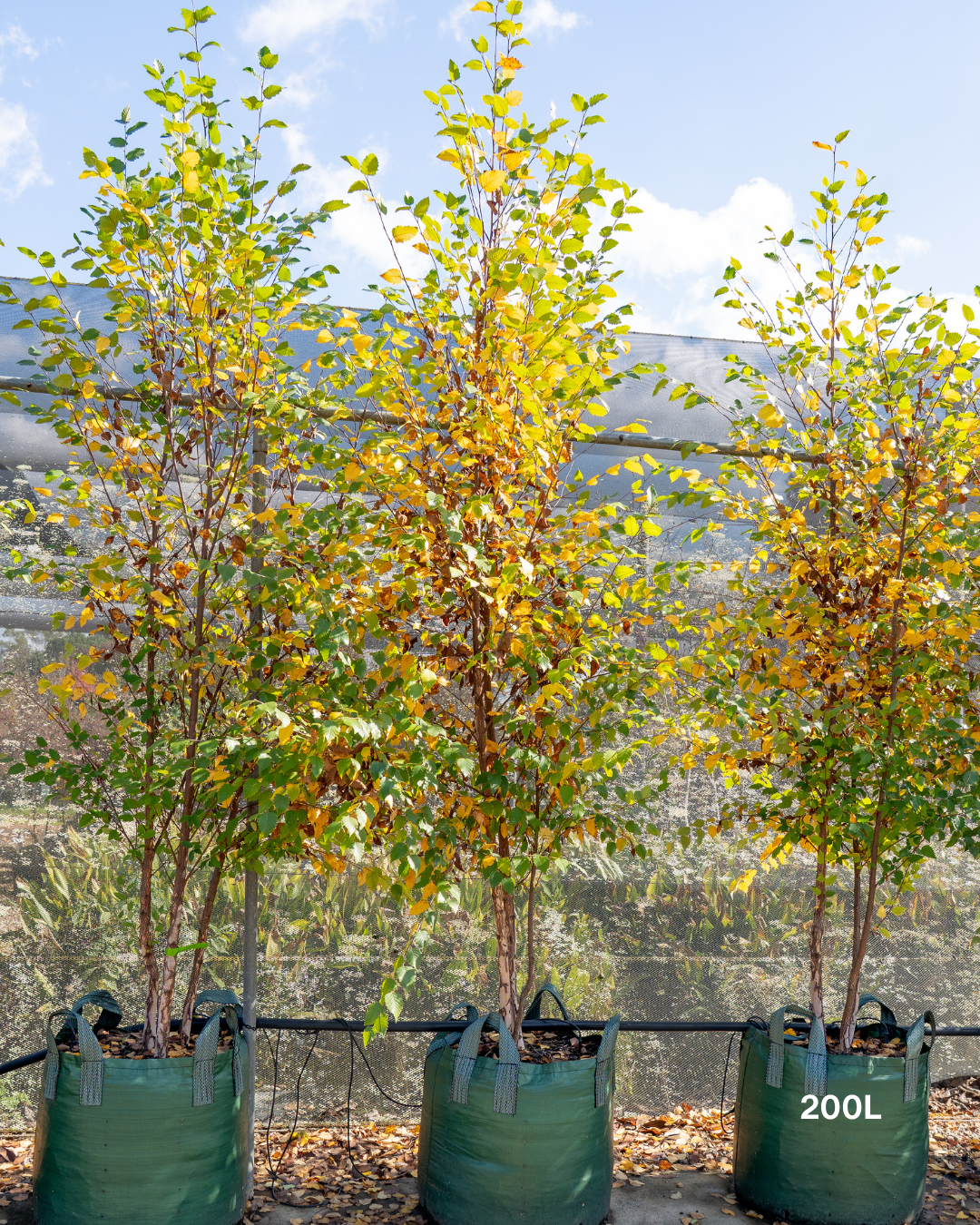 Betula pendula 'Nigra' Black Birch