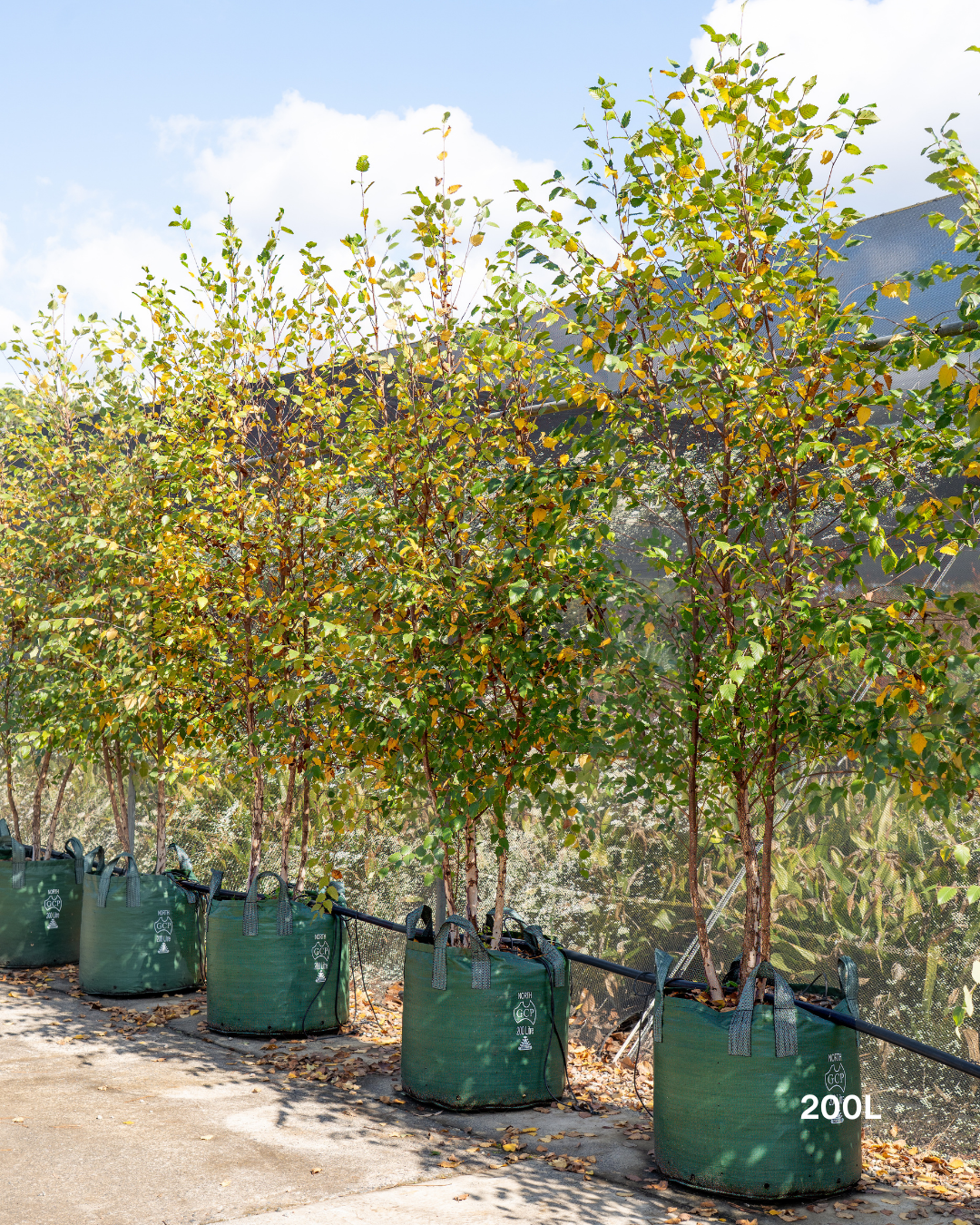 Betula pendula 'Nigra' Black Birch