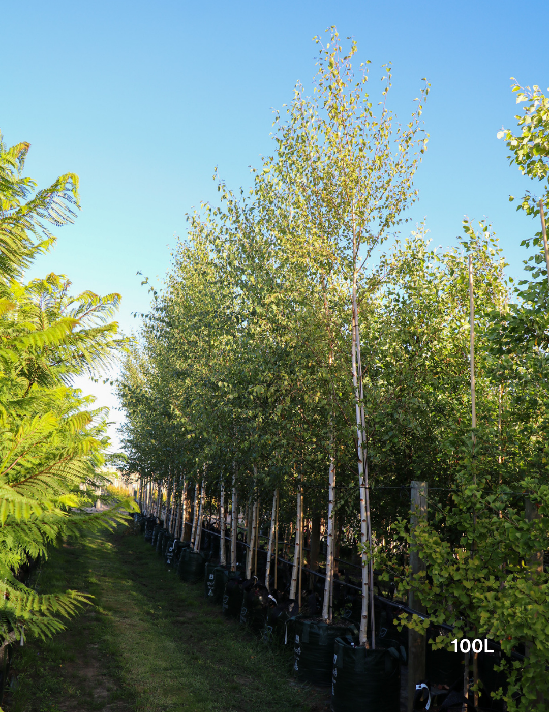 Betula pendula 'Moss White' - Evergreen Trees Direct