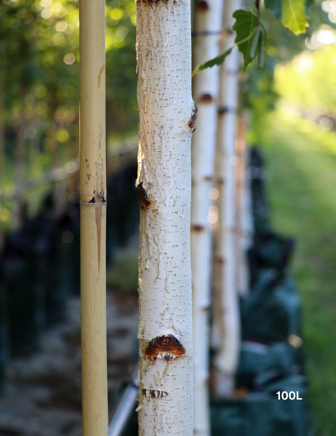 Betula pendula 'Moss White' - Evergreen Trees Direct