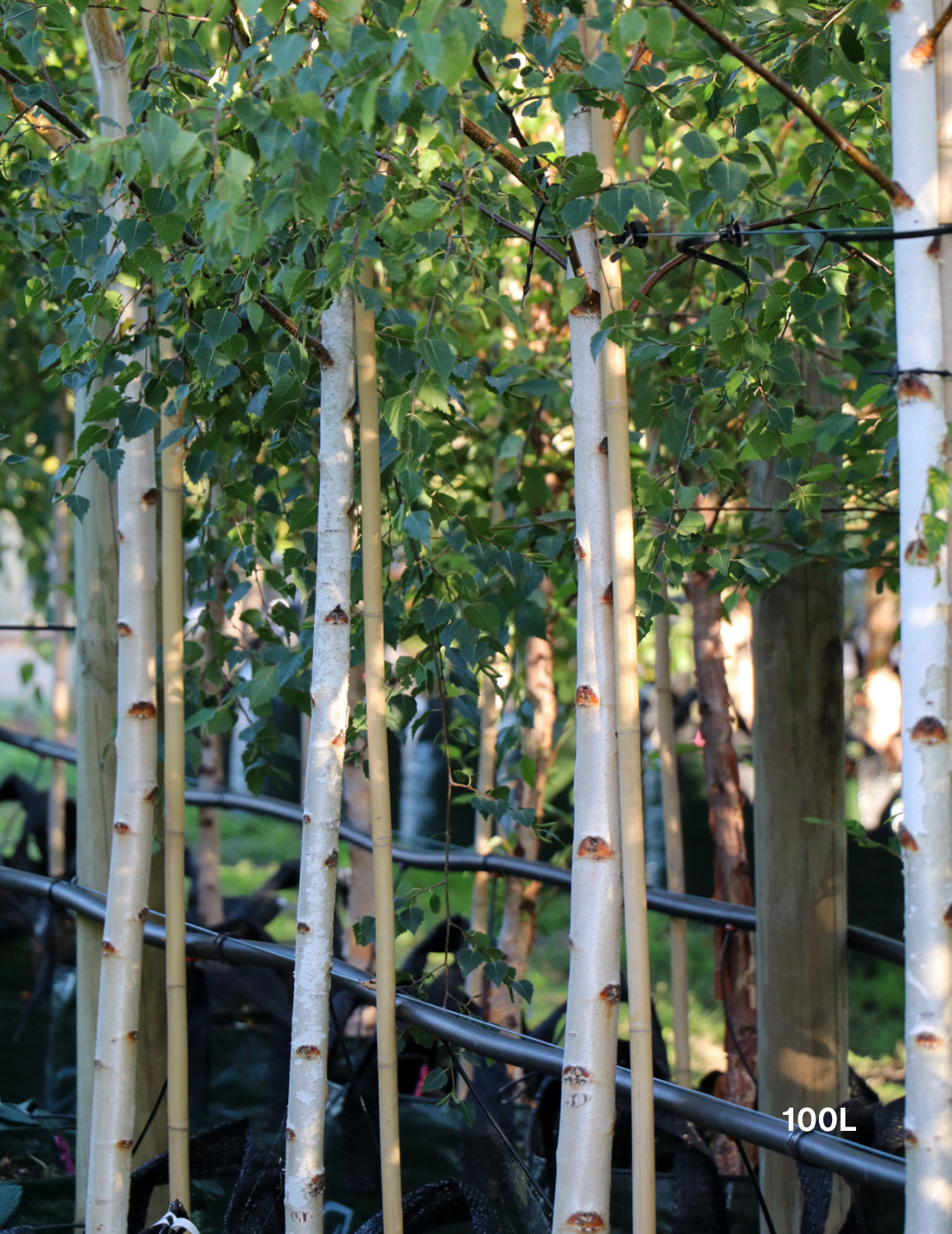 Betula pendula 'Moss White'