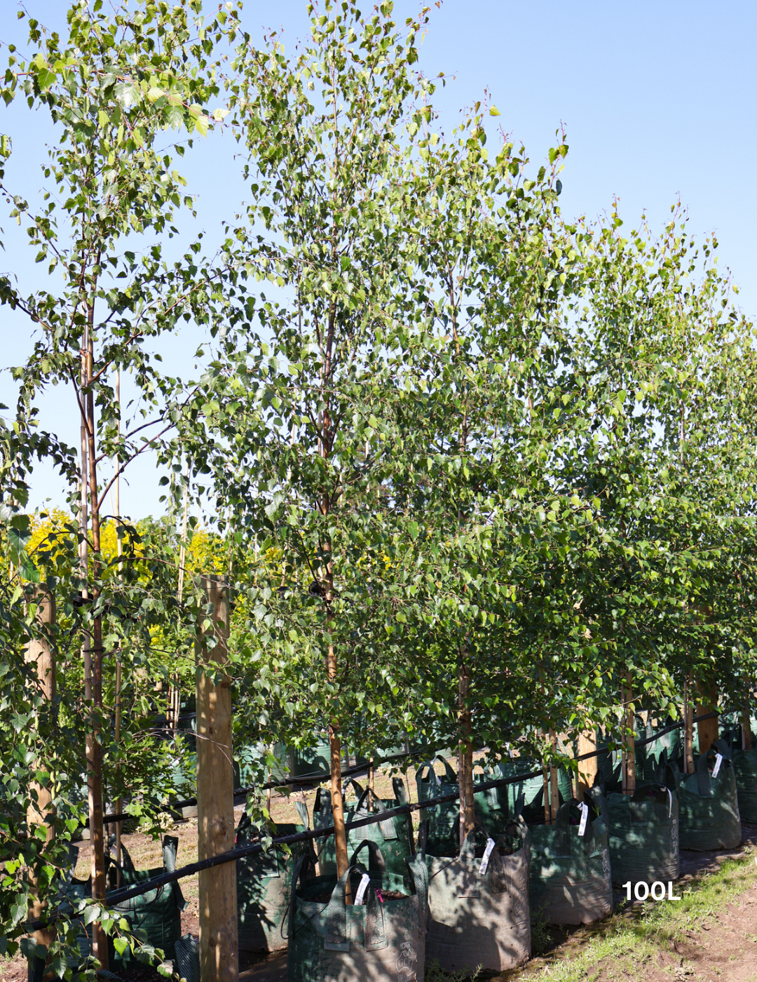 Betula pendula 'Moss White' - Evergreen Trees Direct