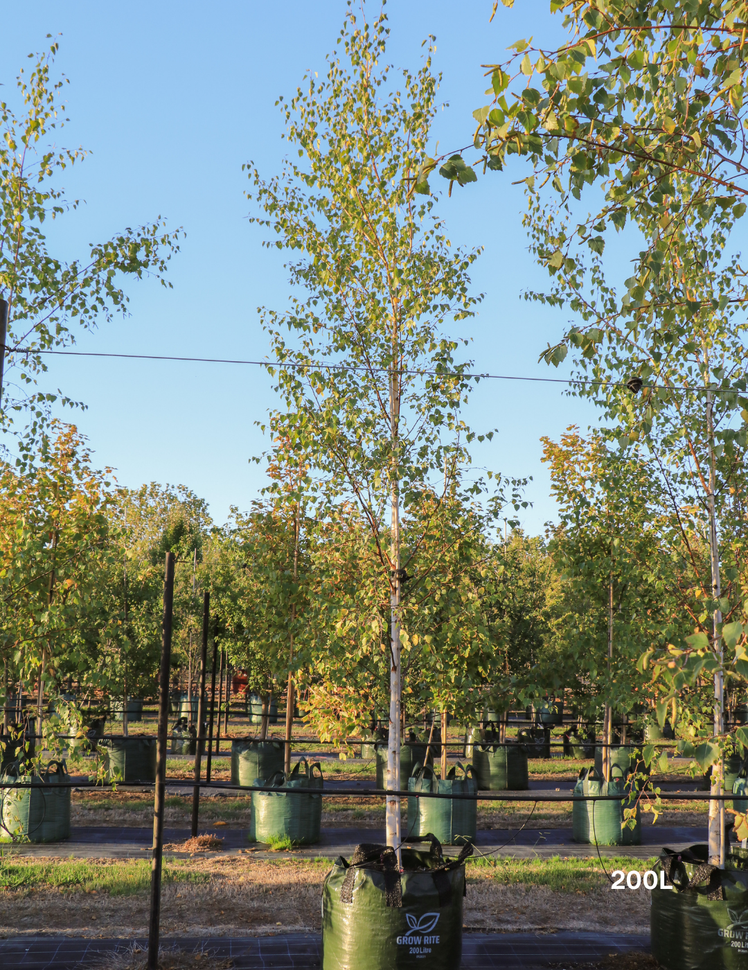 Betula pendula 'Moss White' - Evergreen Trees Direct