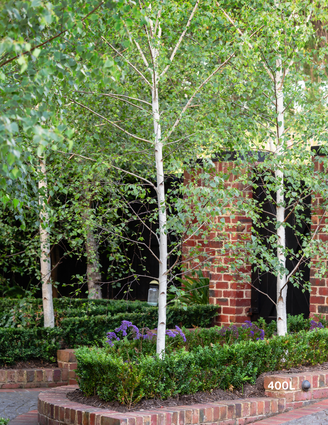 Betula pendula 'Moss White' - Evergreen Trees Direct