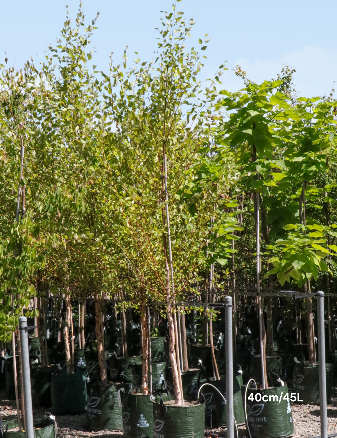 Betula pendula 'Moss White' - Evergreen Trees Direct