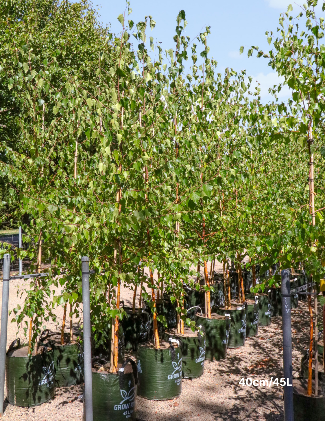 Betula pendula - Silver Birch - Evergreen Trees Direct