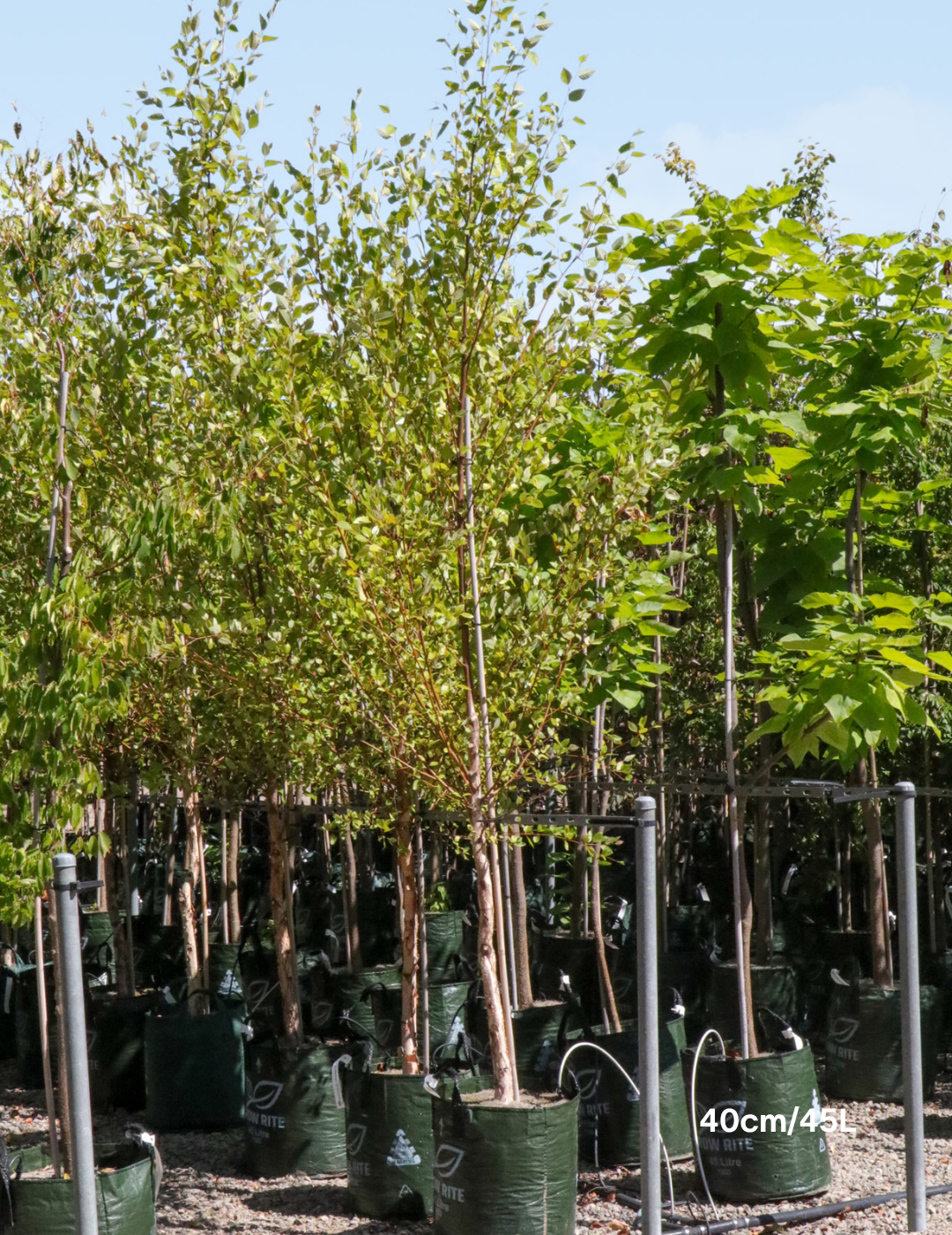 Betula pendula 'Moss White'