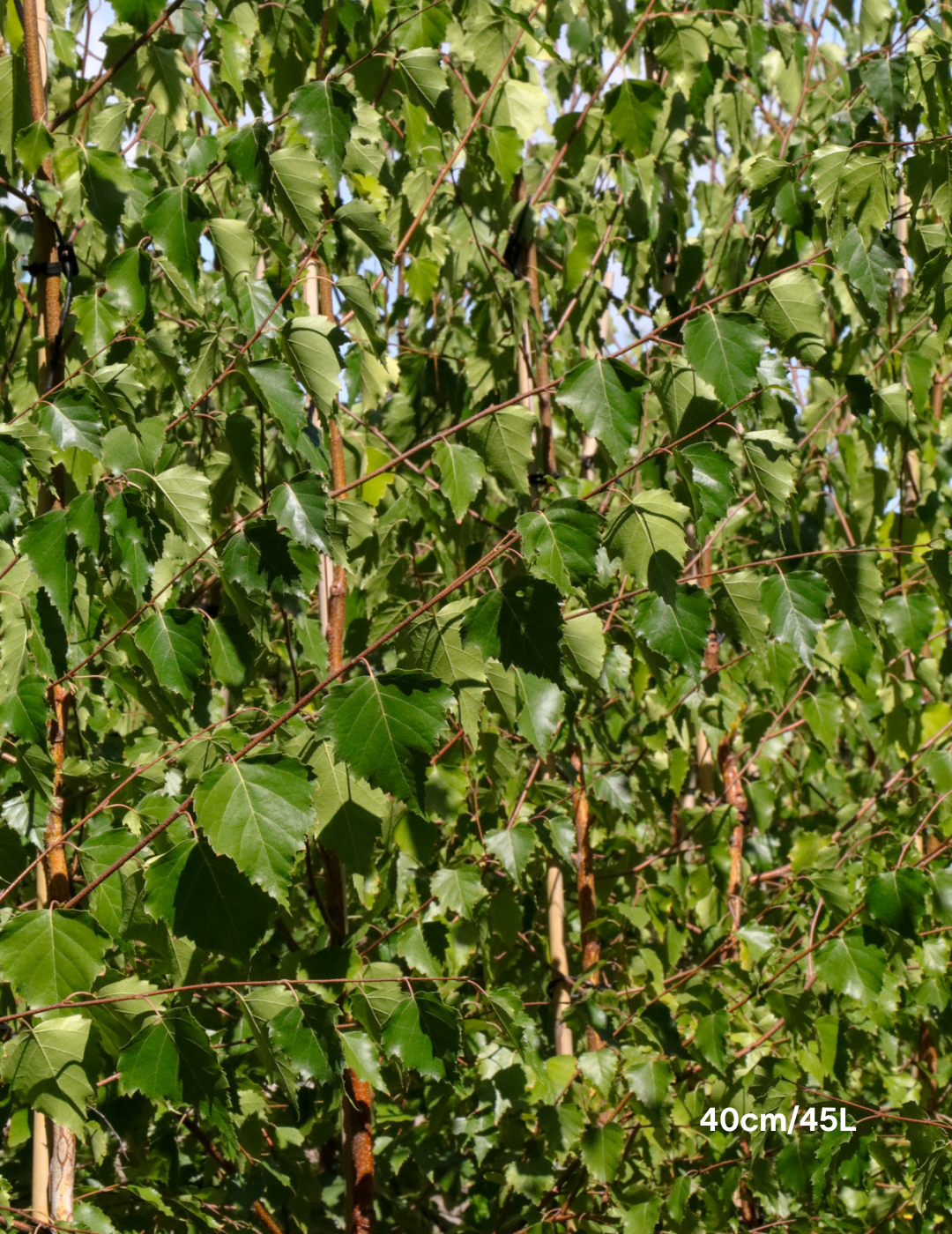 Betula pendula 'Moss White' - Evergreen Trees Direct
