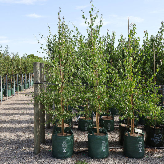 Betula pendula 'Alba' Silver Birch