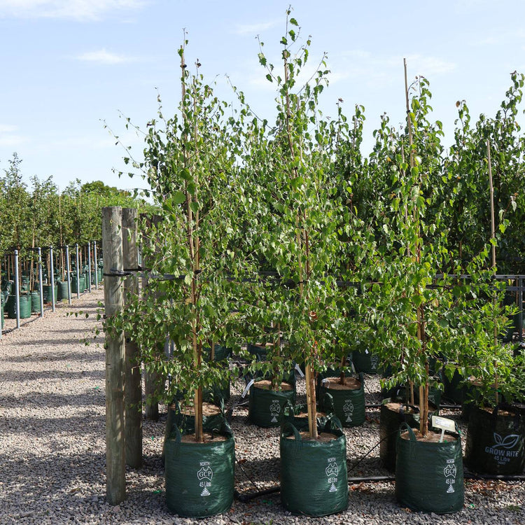 Betula pendula 'Alba' Silver Birch