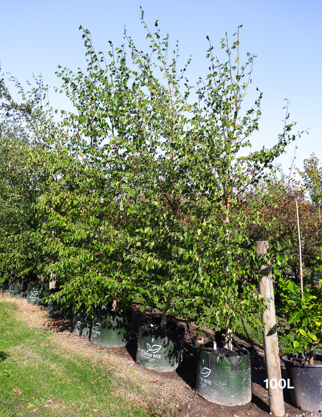 Betula pendula 'Alba' - Silver Birch - Evergreen Trees Direct