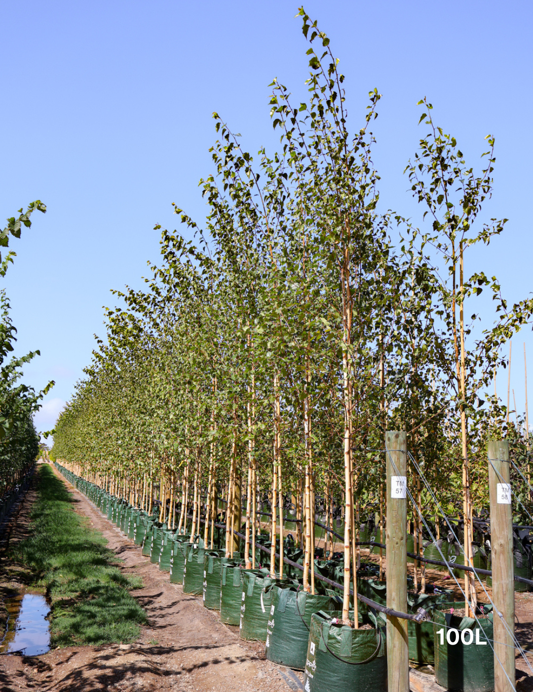 Betula pendula 'Alba' - Silver Birch - Evergreen Trees Direct