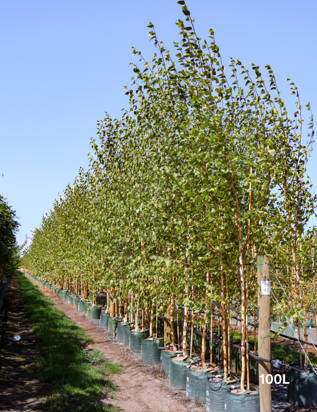Betula pendula 'Alba' - Silver Birch - Evergreen Trees Direct