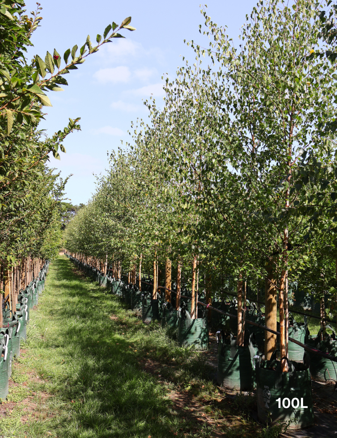 Betula pendula 'Alba' - Silver Birch - Evergreen Trees Direct