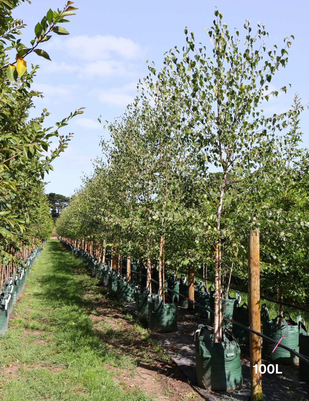 Betula pendula 'Alba' - Silver Birch - Evergreen Trees Direct