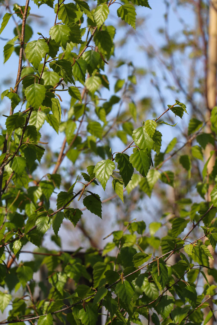 Betula pendula 'Alba' Silver Birch