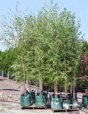 Betula pendula 'Alba' Silver Birch