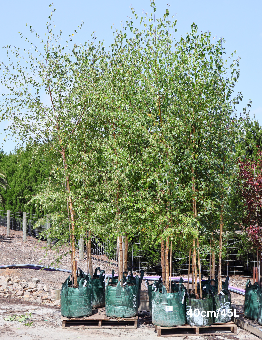 Betula pendula 'Alba' - Silver Birch - Evergreen Trees Direct