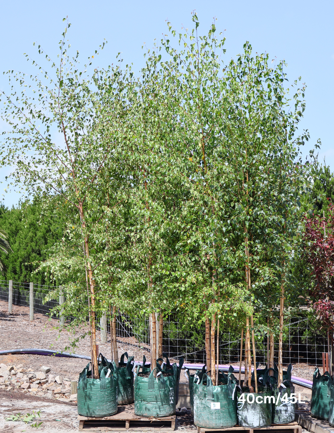 Betula pendula 'Alba' - Silver Birch - Evergreen Trees Direct