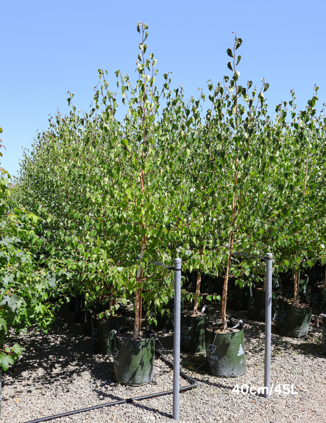 Betula pendula 'Alba' - Silver Birch - Evergreen Trees Direct
