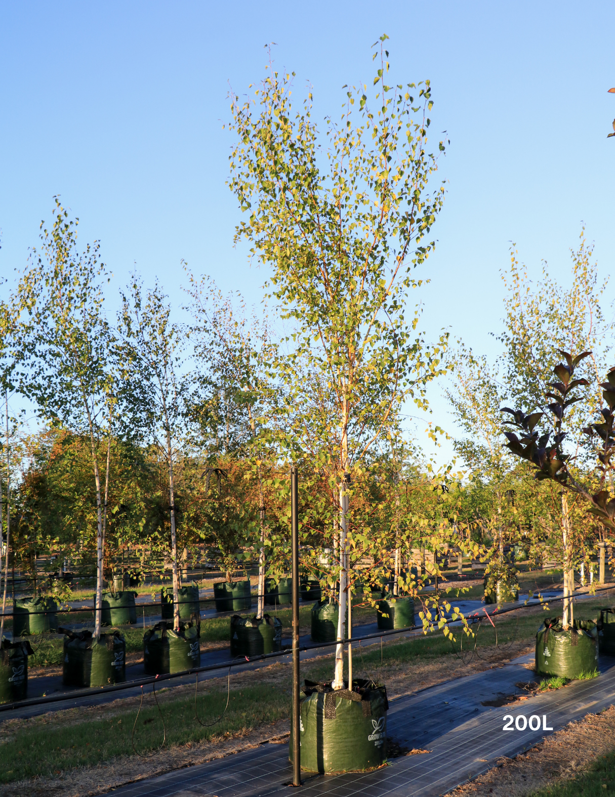 Betula pendula 'Moss White' - Evergreen Trees Direct