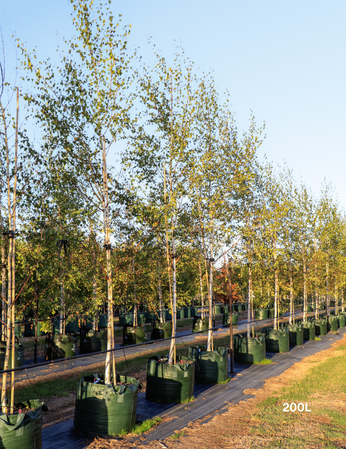 Betula pendula 'Moss White' - Evergreen Trees Direct