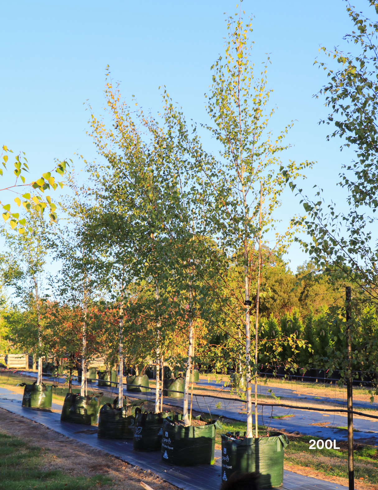 Betula pendula 'Moss White' - Evergreen Trees Direct