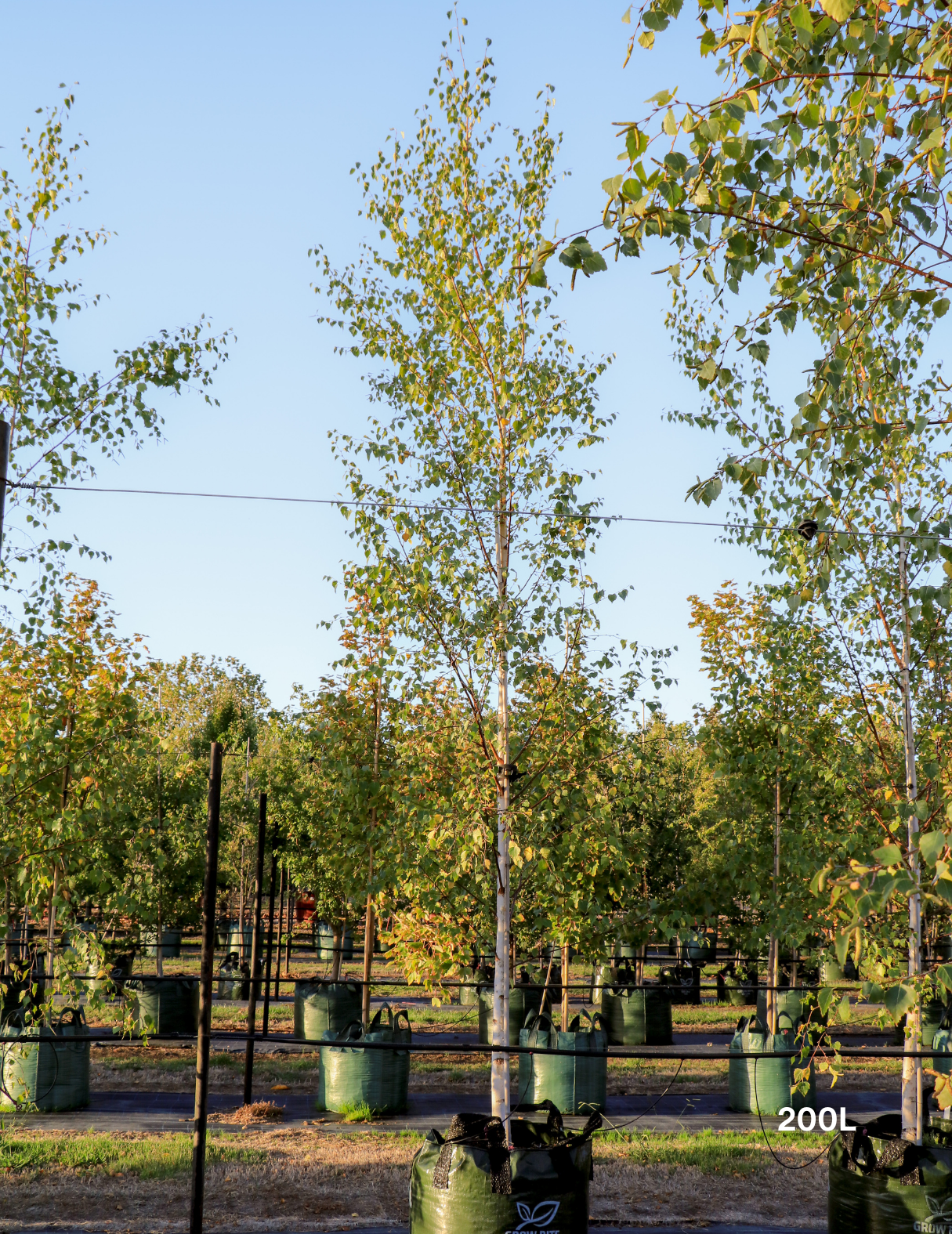 Betula pendula 'Moss White' - Evergreen Trees Direct
