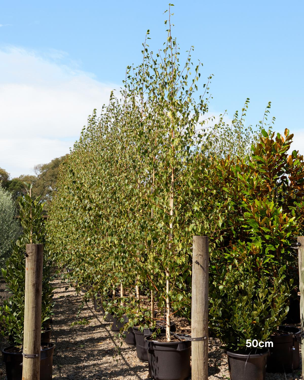 Betula pendula 'Moss White'