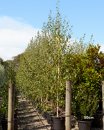 Betula pendula 'Moss White'